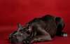 Cane Corso puppy on a red background.