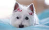 Carino museruola West Highland Terrier Bianco.