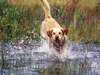 Labrador Retriever se ejecuta a través del agua.