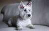 Papel de parede West Highland White Terrier.