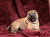 Фото сонных породистых собак шарпей