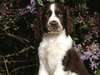 Adorable perro de tamaño mediano fotografía de alta definición