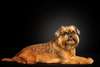 Immagine di un piccolo simpatico cane di razza grifone