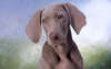 The friendly and cheerful weimaraner