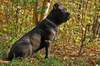 Fearless and smart Cane Corso
