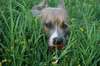 Fotos de deportes y el americano Staffordshire Terrier