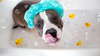 Funny photos american staffordshire terrier high resolution