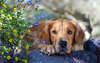 Bild Hunderasse Golden Retriever auf einem Hintergrund von Blumen.