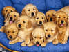 Awesome breed golden retriever puppies.