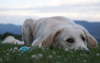 Labrador retriever magnífico con una mirada encantadora.