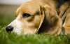 Descansando sobre la naturaleza del beagle.