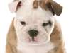 Cucciolo bulldog inglese su sfondo bianco.