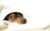 Bir battaniye altında küçük bir köpek.