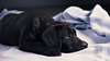 Cucciolo Labrador retriever colore nero.