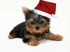 Cute yorkshire terrier in Christmas hat.