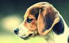 Cachorro beagle triste.