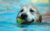Счастливая собака в бассейне.