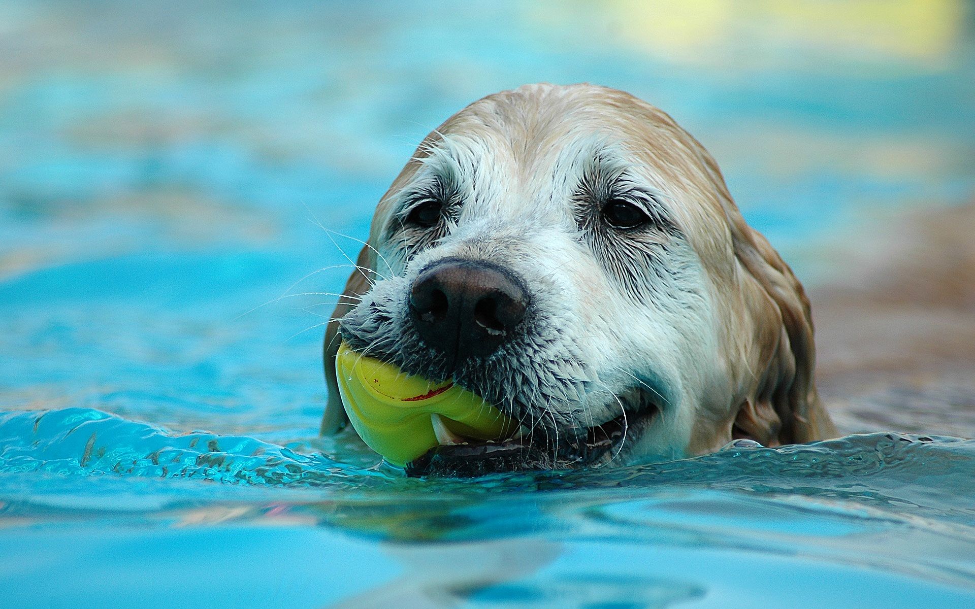 Glücklicher Hund im Pool. Sehen Sie Bilder von Welpen und erwachsene