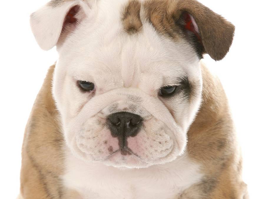 Englisch Bulldogge Welpen auf weißem Hintergrund. Hier finden Sie eine